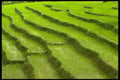 477056 Rice Field In Stairs, Thailand A4 Photo Print