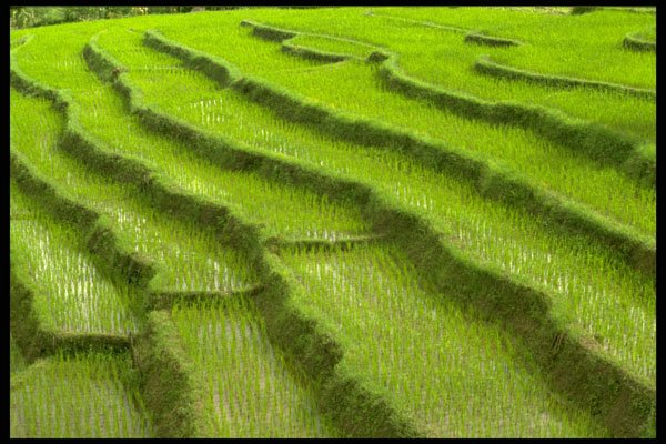 477056 Rice Field In Stairs, Thailand A4 Photo Print