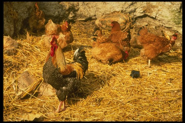 477059 Chickens, Sauliac sur Cele, France A4 Photo Print