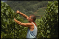 477061 Vine Trimming, St. Hippolyte, Alsace, France A4 Photo Print