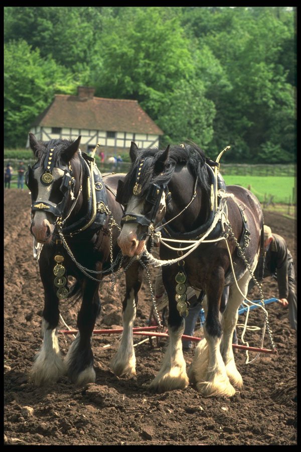 477062 Heavy Horses Working, England A4 Photo Print