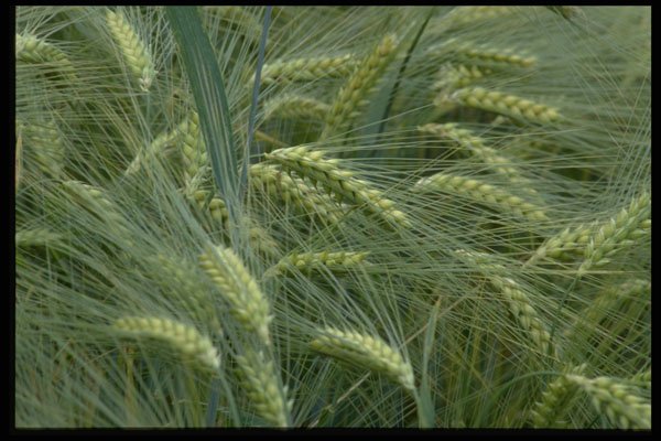 477064 Barley Field A4 Photo Print