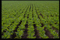 477065 Sugar Beet Field A4 Photo Print