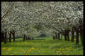 477066 Apple Trees A4 Photo Print