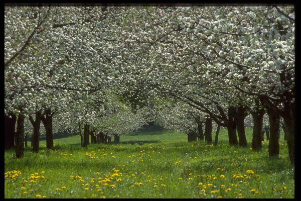 477066 Apple Trees A4 Photo Print