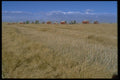 477067 Wheat Harvest, Okotoks, Alberta A4 Photo Print
