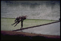 477069 Malabor Coast Rice Field, India A4 Photo Print