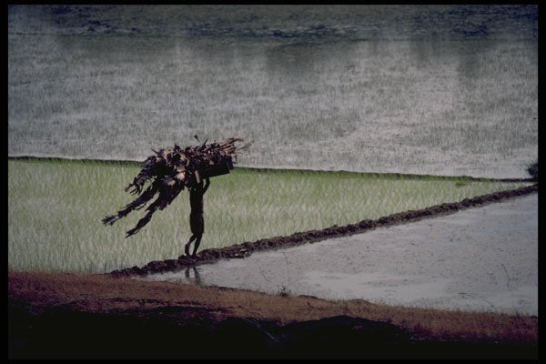 477069 Malabor Coast Rice Field, India A4 Photo Print