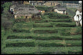 477070 Terraced Hillsides, Kodaikanae, India A4 Photo Print