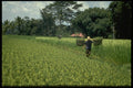 477071 Rice carrier, Indonesia A4 Photo Print