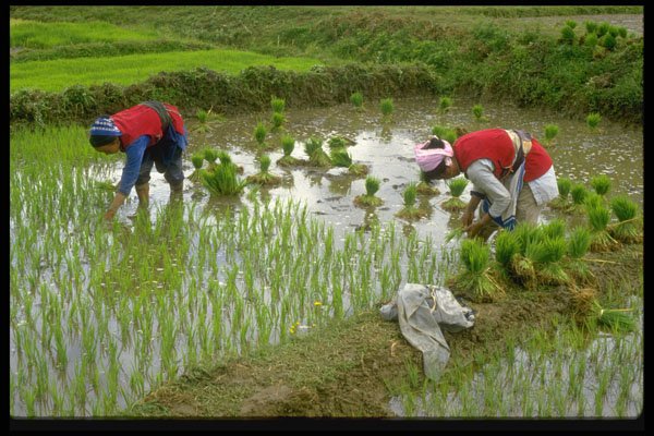 477072 Planting Rice, China A4 Photo Print