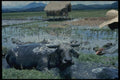 477073 Water Buffalo, Philippines A4 Photo Print