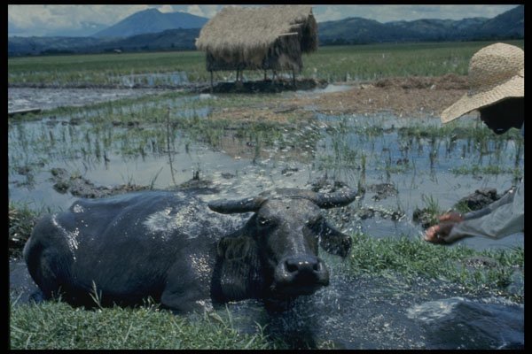 477073 Water Buffalo, Philippines A4 Photo Print