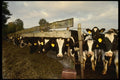 477076 Curious Dairy Cows At Fence, Washington A4 Photo Print