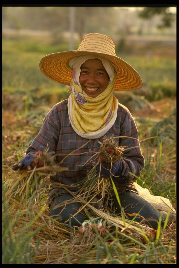 477080 Field Worker, Surat Tani, Thailand A4 Photo Print