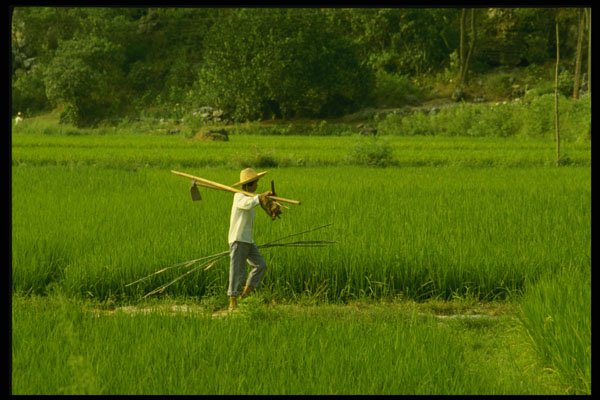 477081 Rice Farmer In China A4 Photo Print