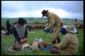 477082 Branding A Calf A4 Photo Print