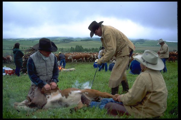477082 Branding A Calf A4 Photo Print