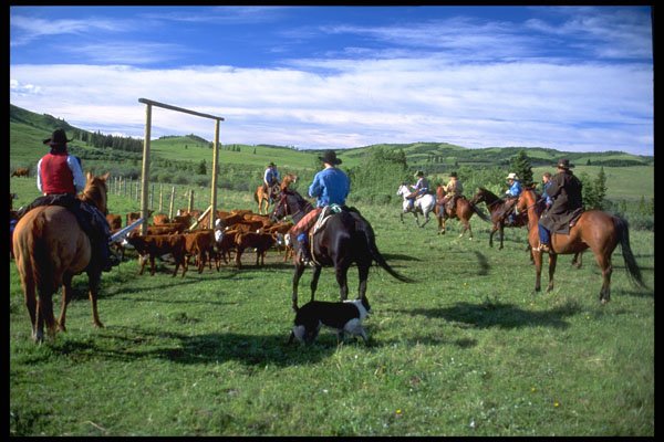 477083 Roping A Calf A4 Photo Print