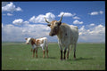 477084 Texas Longhorn Cow And Calf A4 Photo Print
