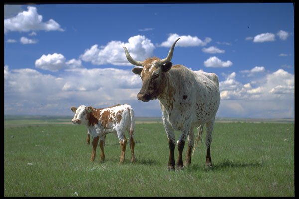 477084 Texas Longhorn Cow And Calf A4 Photo Print
