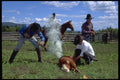 477086 Branding A Calf A4 Photo Print