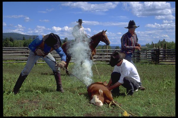 477086 Branding A Calf A4 Photo Print