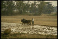 477088 Ploughing The Rice Fields, Bangladesh A4 Photo Print