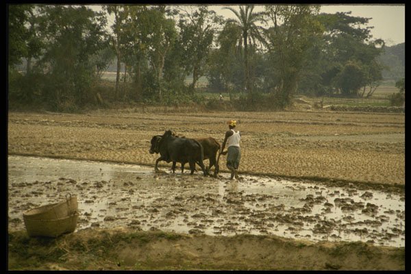 477088 Ploughing The Rice Fields, Bangladesh A4 Photo Print