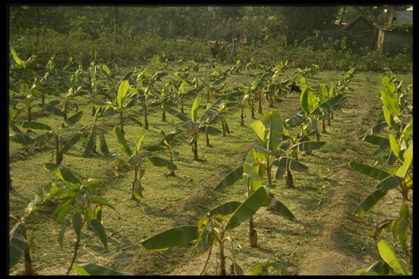 477089 Winter Crops, Bangladesh A4 Photo Print