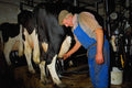 477090 Milking A4 Photo Print