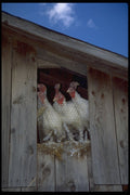 477092 Turkeys Looking Out Of Barn Window, New York A4 Photo Print