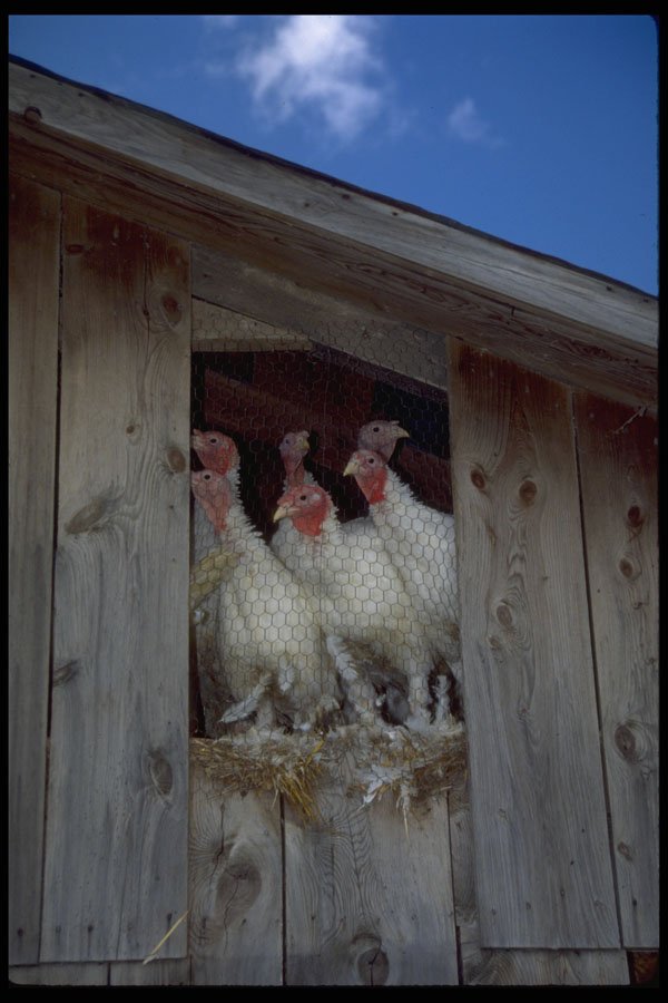 477092 Turkeys Looking Out Of Barn Window, New York A4 Photo Print