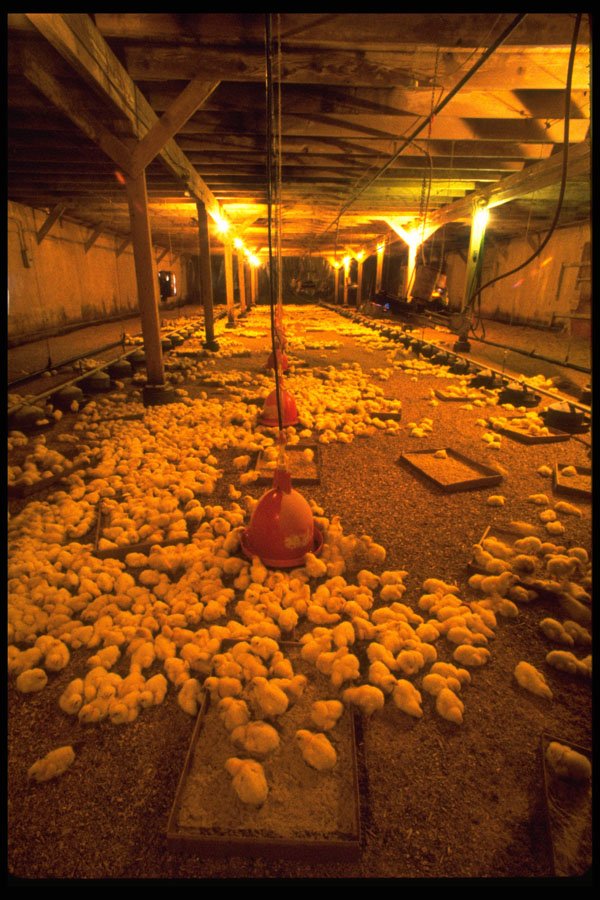477093 Baby Chicks In Chicken Farm, New York A4 Photo Print