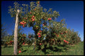 477096 Apple Orchard A4 Photo Print