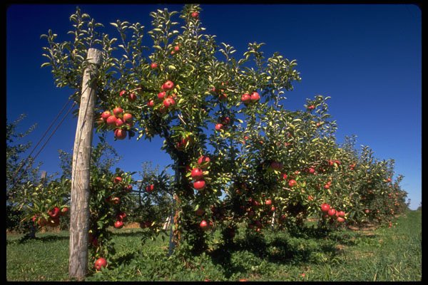 477096 Apple Orchard A4 Photo Print