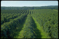 477097 Concord Grape Vineyard, Upstate New York A4 Photo Print
