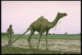 477098 Camel Ploughing In Punjab Province, India A4 Photo Print