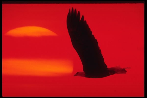 479011 Spread Your Wings A4 Photo Print
