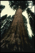 479043 Reach High A4 Photo Print