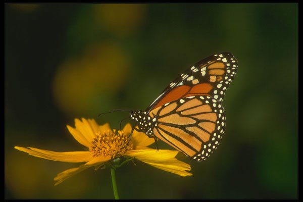 479084 Dreams Are Free A4 Photo Print