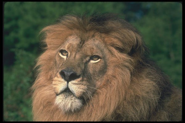 479086 Pride A4 Photo Print