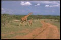 480006 Reticulated Giraffe By A Road In Kenya, Africa A4 Photo Print