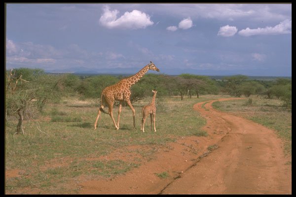 480006 Reticulated Giraffe By A Road In Kenya, Africa A4 Photo Print