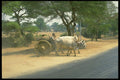 480010 Bullock cart, Pagan, Burma A4 Photo Print
