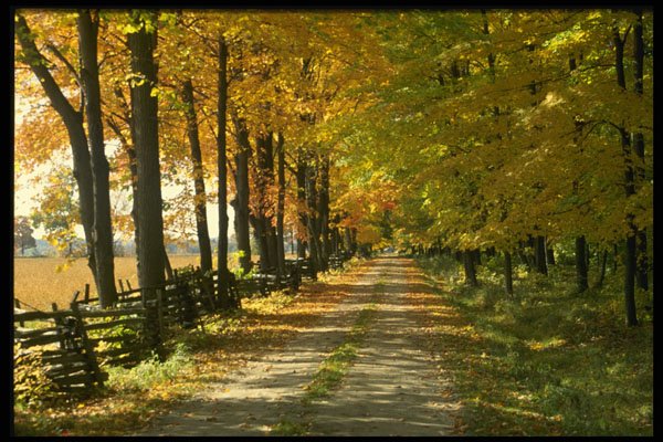 480013 Golden Laneway A4 Photo Print