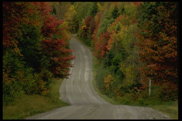 480014 Autumn Colors A4 Photo Print