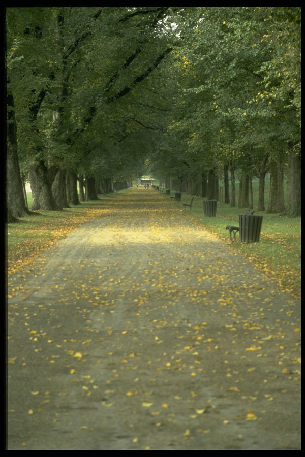 480035 Autumn Path A4 Photo Print