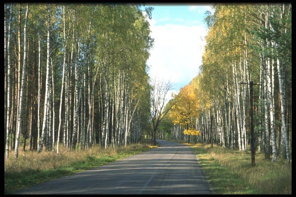 480040 Empty Forest Road After The Summer Season, Poland A4 Photo Print