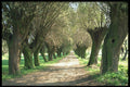480041 Avenue Of Willow Trees, Mozowsze Plain, Poland A4 Photo Print